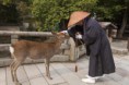 /album/galeria1/bellah-japan-nara-jpg/