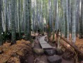 /album/galeria1/hokokuji-bamboo-jpg/