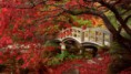 /album/galeria1/japan-autumn-garden-leaves-nature-cities-196763-jpg/